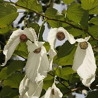 Davidia involucrata Sonoma