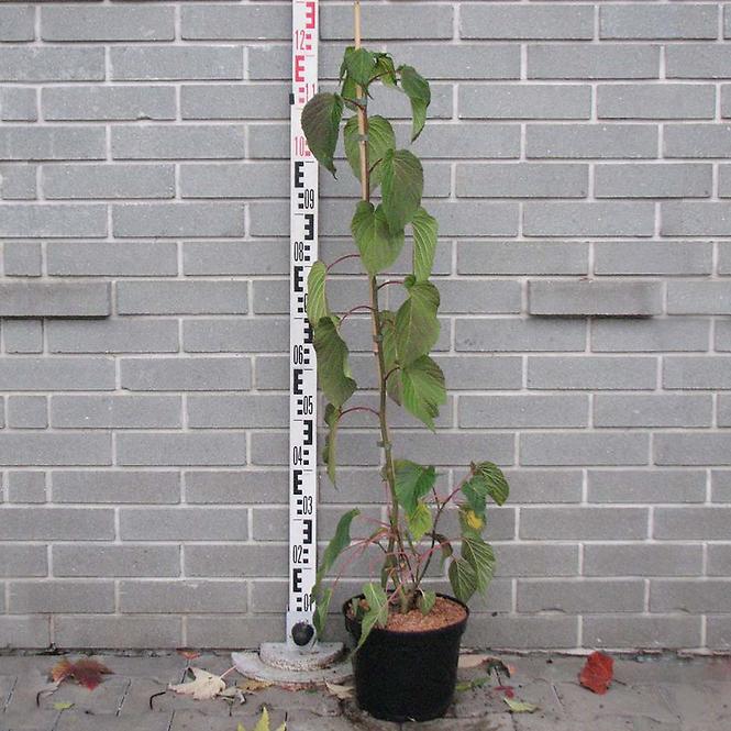 Davidia involucrata Sonoma