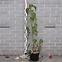 Davidia involucrata Sonoma,2