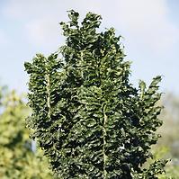 Fraxinus excelsior Crispa