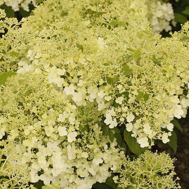 Hydrangea paniculata Bombshell