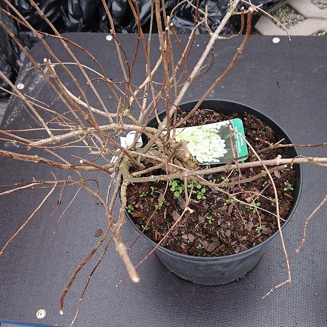 Hydrangea paniculata Bombshell