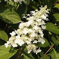 Hydrangea paniculata Tardiva