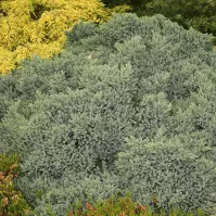 Juniperus squamata Blue Star