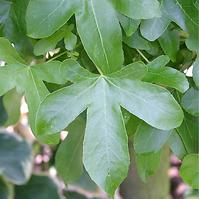 Liquidambar styraciflua Rotundiloba