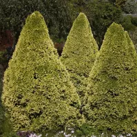 Picea glauca Daisys White 25-30 cm