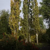 Populus tremula Erecta