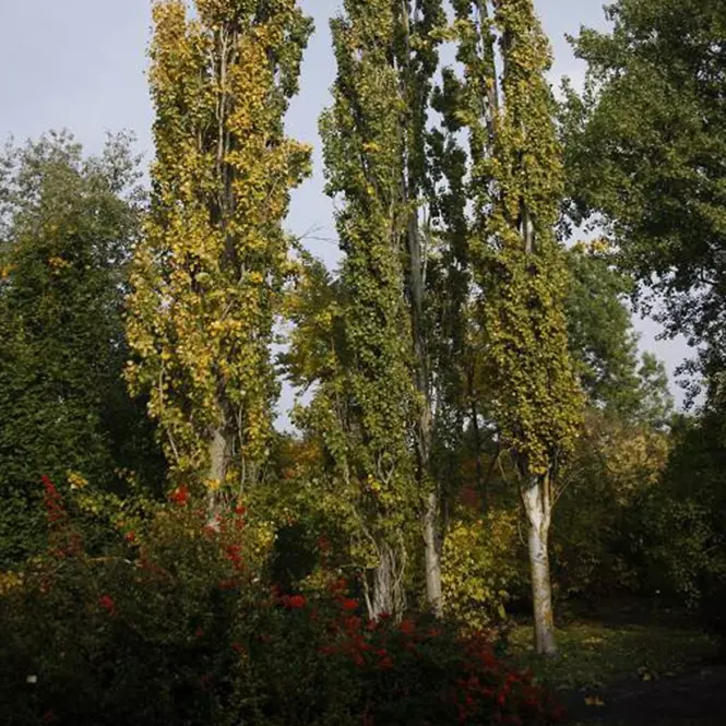 Populus tremula Erecta