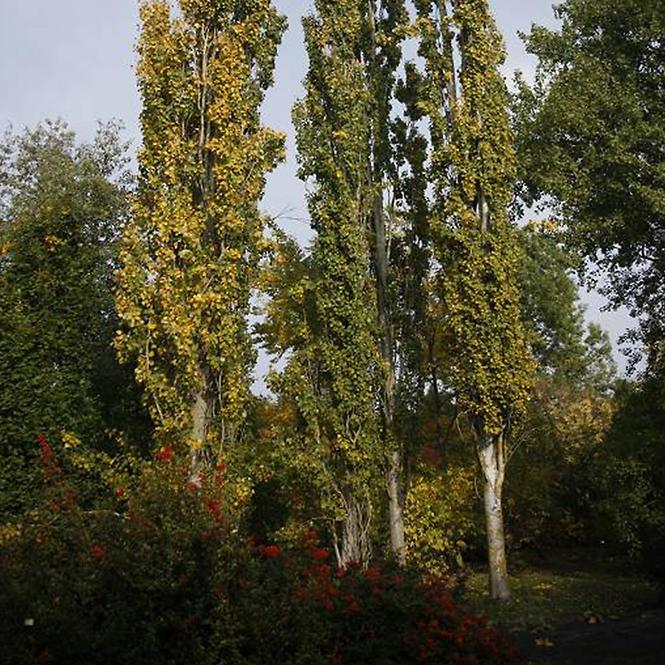 Populus tremula Erecta