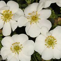 Potentilla Fruticosa Snowbird