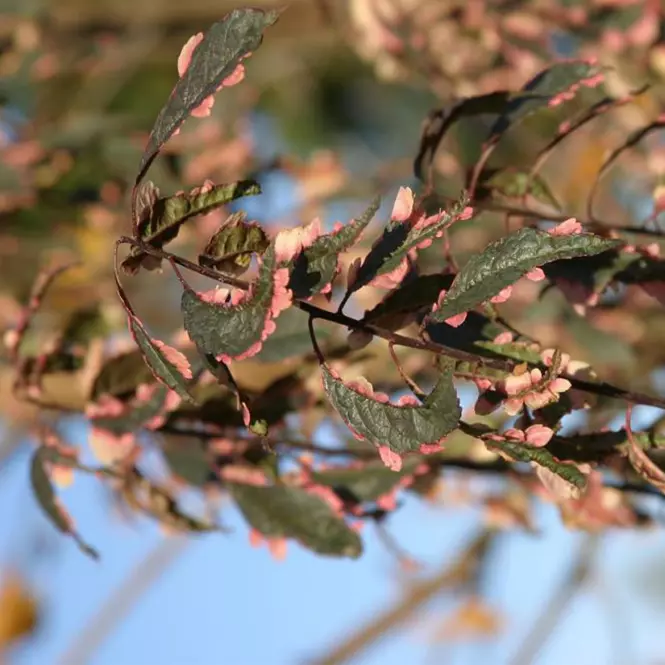 Prunus cerasifera Hessei