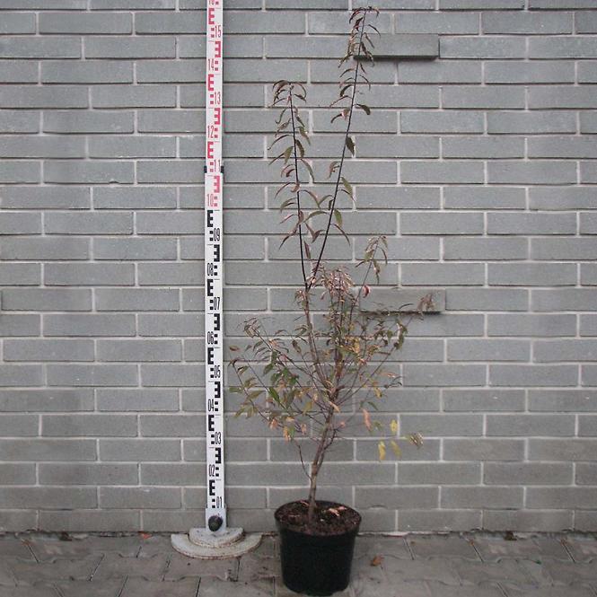 Prunus cerasifera Hessei