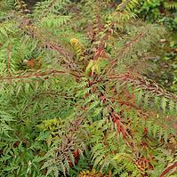 Rhus glabra Laciniata