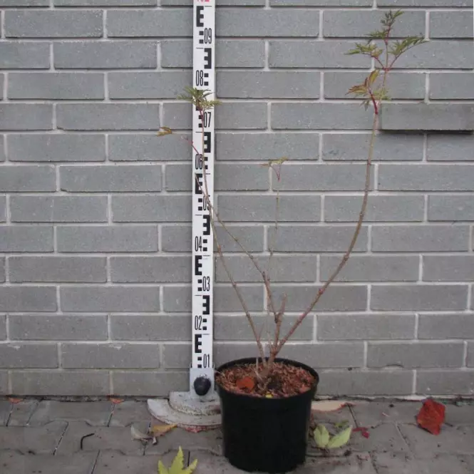 Sambucus nigra Laciniata