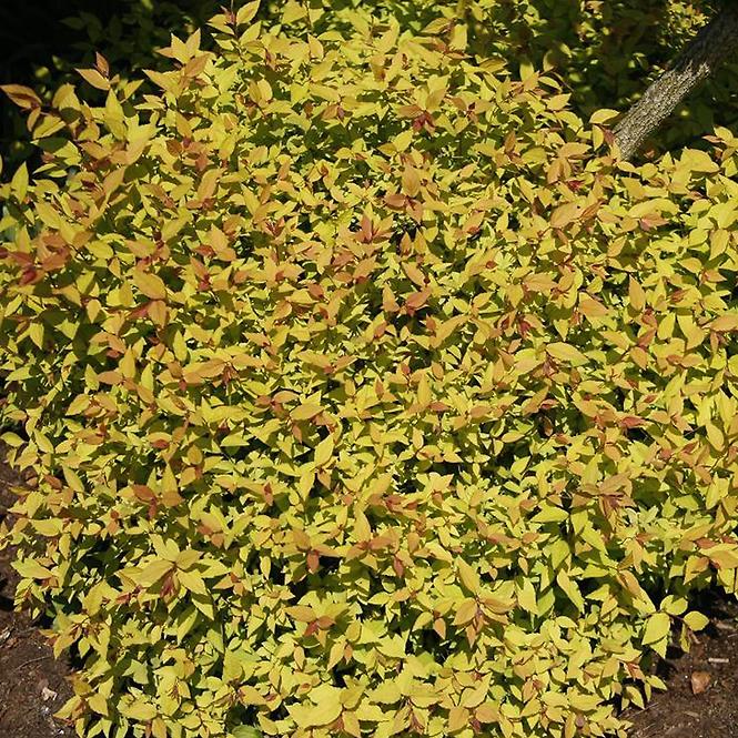 Spiraea japonica Firelight