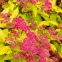 Spiraea japonica Goldflame