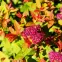 Spiraea japonica Goldflame,2
