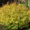 Spiraea japonica Goldflame,3