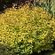 Spiraea japonica Goldflame,3