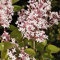 Syringa microphylla Superba