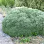 Thuja occidentalis Hoseri