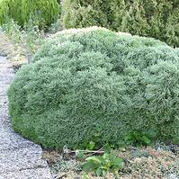 Thuja occidentalis Hoseri