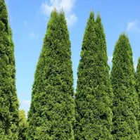 Thuja occidentalis Smaragd 60-80 cm