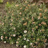 Viburnum burkwoodii Conoy