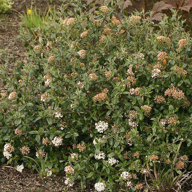 Viburnum burkwoodii Conoy