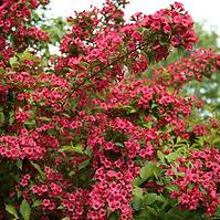 Weigela Eva Rathke