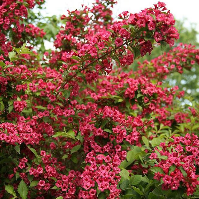 Weigela Eva Rathke