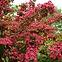 Weigela Eva Rathke