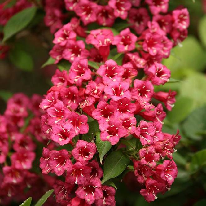 Weigela Eva Rathke