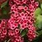 Weigela Eva Rathke,2