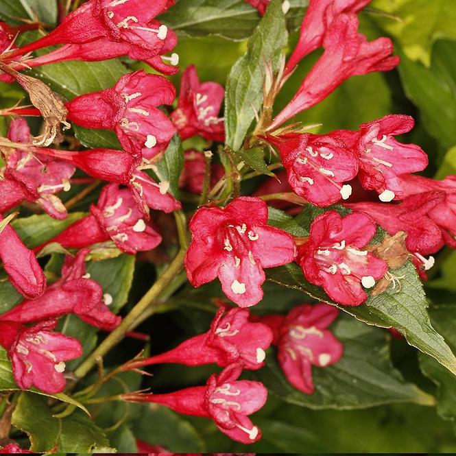 Weigela Red Prince