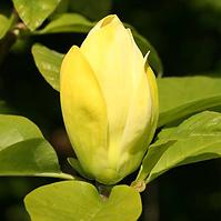Magnolia Yellow Lantaren
