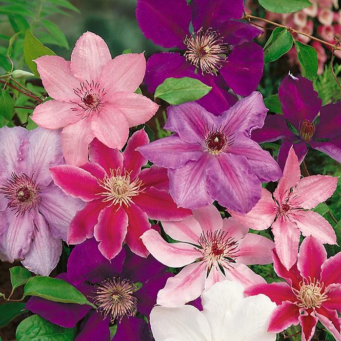 Clematis C2