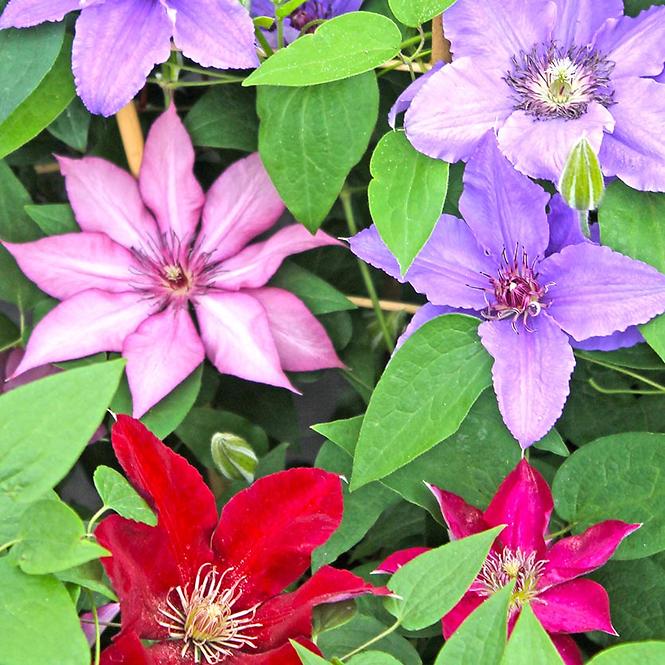 Clematis C2