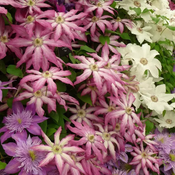 Clematis C2