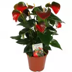 Anthurium andr. Baby Boomer 12/26