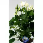 Anthurium andr. White Champion 14