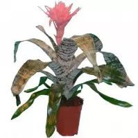 Aechmea fasciata Primera 15/60