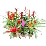 Bromelia mix 9/45