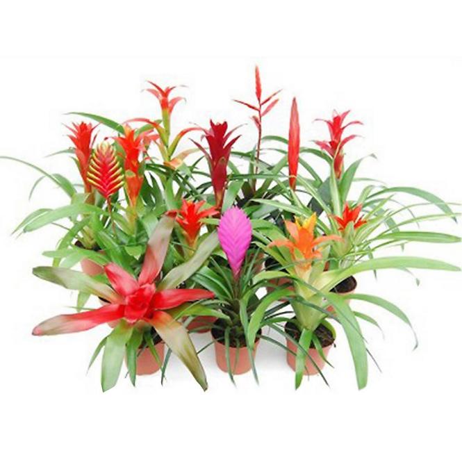 Bromelia mix 9/45