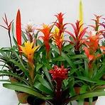 Bromelia mix