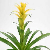 Guzmania Hilda