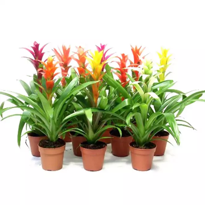 Guzmania mix