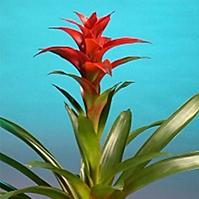 Guzmania Rana (red)