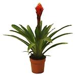 Guzmania Torch