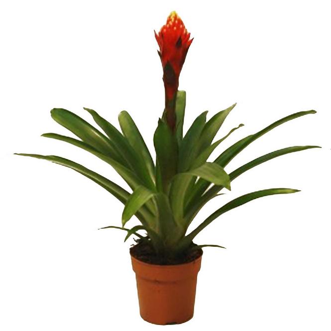 Guzmania Torch